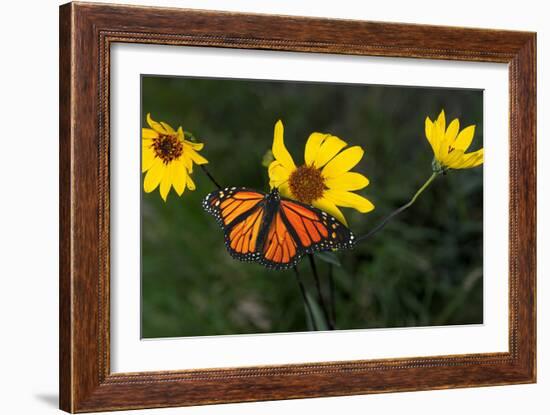 Monarch 1-Gordon Semmens-Framed Photographic Print