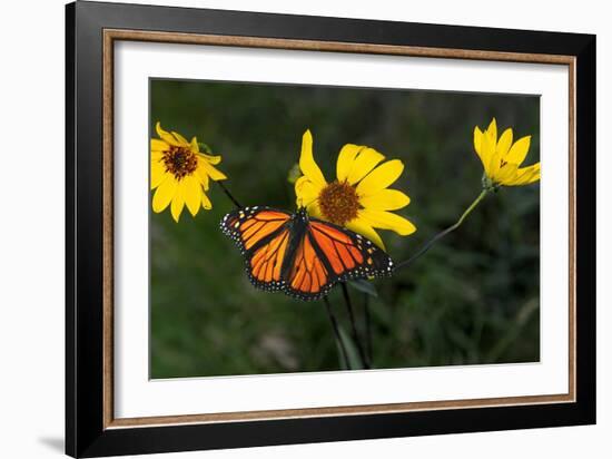 Monarch 1-Gordon Semmens-Framed Photographic Print