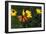 Monarch 1-Gordon Semmens-Framed Photographic Print