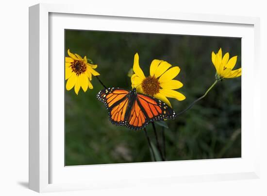 Monarch 1-Gordon Semmens-Framed Photographic Print