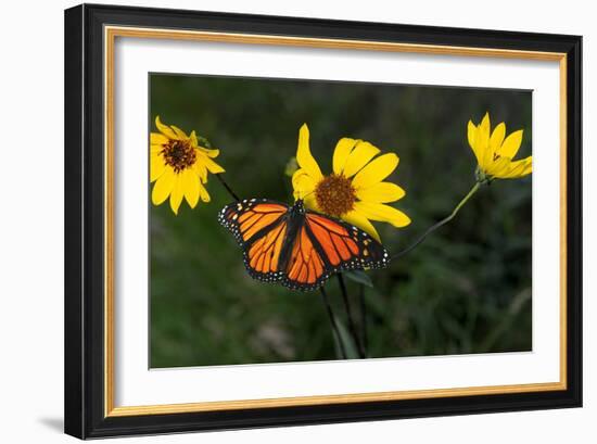 Monarch 1-Gordon Semmens-Framed Photographic Print