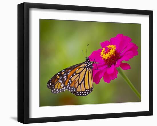 Monarch 2-Dennis Goodman-Framed Photographic Print