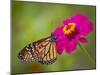 Monarch 2-Dennis Goodman-Mounted Photographic Print