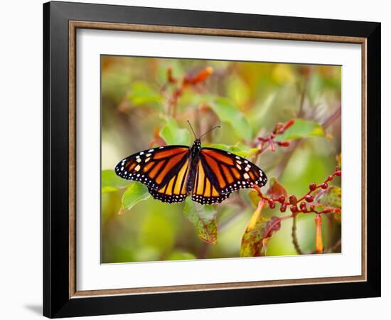 Monarch 3-Dennis Goodman-Framed Photographic Print