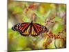 Monarch 3-Dennis Goodman-Mounted Photographic Print