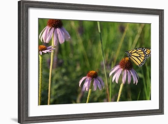 Monarch 5-Gordon Semmens-Framed Photographic Print