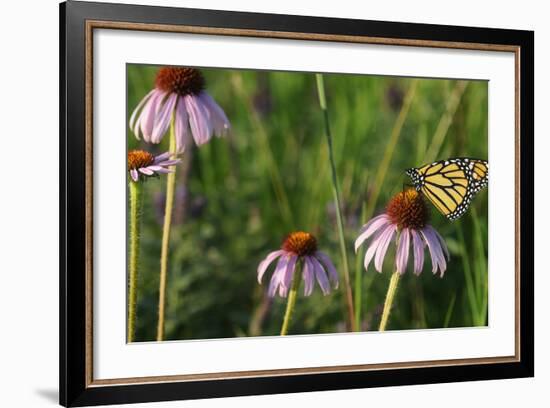 Monarch 5-Gordon Semmens-Framed Photographic Print