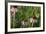 Monarch 5-Gordon Semmens-Framed Photographic Print