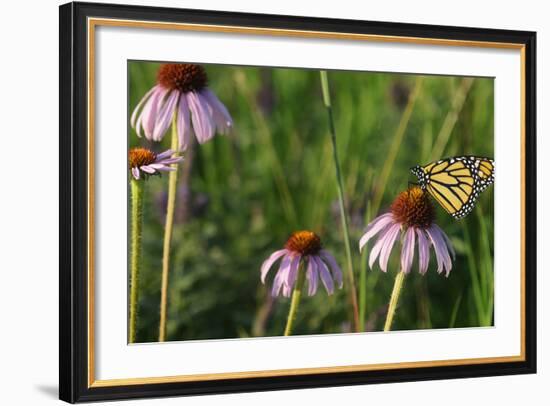 Monarch 5-Gordon Semmens-Framed Photographic Print