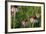 Monarch 5-Gordon Semmens-Framed Photographic Print