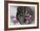 Monarch and Wolf II-Gordon Semmens-Framed Photographic Print