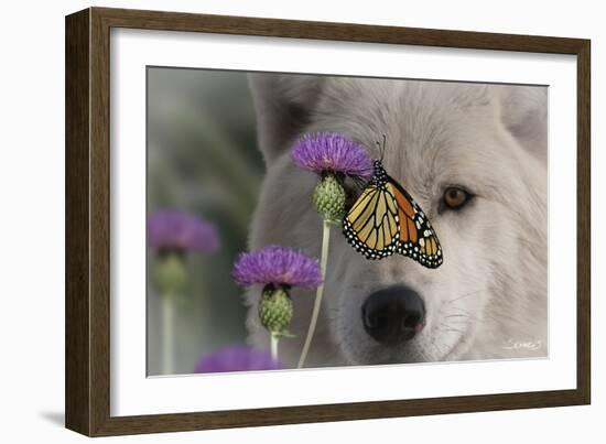 Monarch and Wolf-Gordon Semmens-Framed Photographic Print