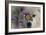 Monarch and Wolf-Gordon Semmens-Framed Photographic Print