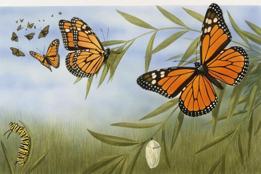 Monarch Butterfly Collection - Framed Butterflies Danaus Plexippus