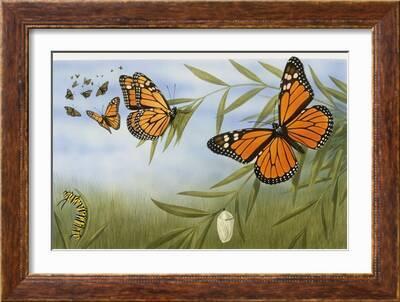 Monarch Butterfly (Danaus plexippus) Dimensions & Drawings