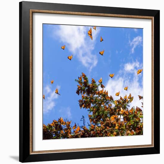 Monarch Butterflies on Tree Branch in Blue Sky Background in Michoacan, Mexico-JHVEPhoto-Framed Photographic Print