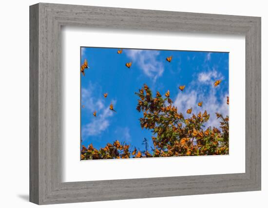 Monarch Butterflies on Tree Branch in Blue Sky Background, Michoacan, Mexico-JHVEPhoto-Framed Photographic Print