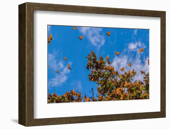 Monarch Butterflies on Tree Branch in Blue Sky Background, Michoacan, Mexico-JHVEPhoto-Framed Photographic Print