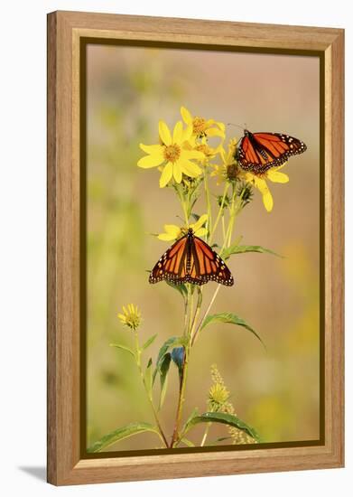 Monarch Butterflies, Prairie Ridge Sna, Marion, Illinois, Usa-Richard ans Susan Day-Framed Premier Image Canvas