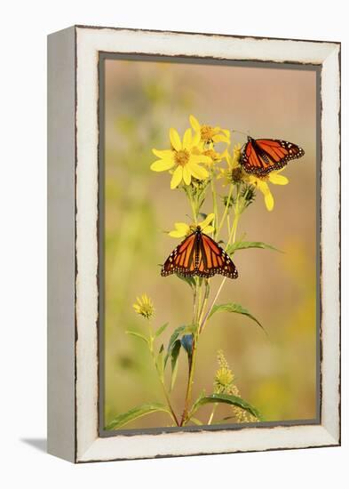 Monarch Butterflies, Prairie Ridge Sna, Marion, Illinois, Usa-Richard ans Susan Day-Framed Premier Image Canvas