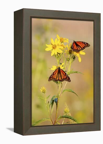 Monarch Butterflies, Prairie Ridge Sna, Marion, Illinois, Usa-Richard ans Susan Day-Framed Premier Image Canvas