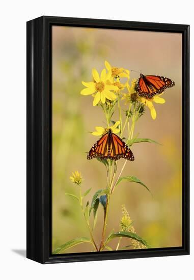 Monarch Butterflies, Prairie Ridge Sna, Marion, Illinois, Usa-Richard ans Susan Day-Framed Premier Image Canvas