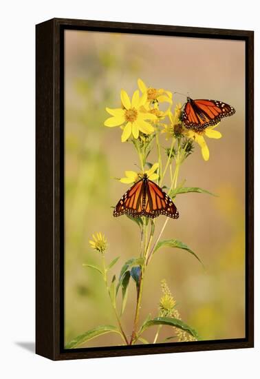 Monarch Butterflies, Prairie Ridge Sna, Marion, Illinois, Usa-Richard ans Susan Day-Framed Premier Image Canvas