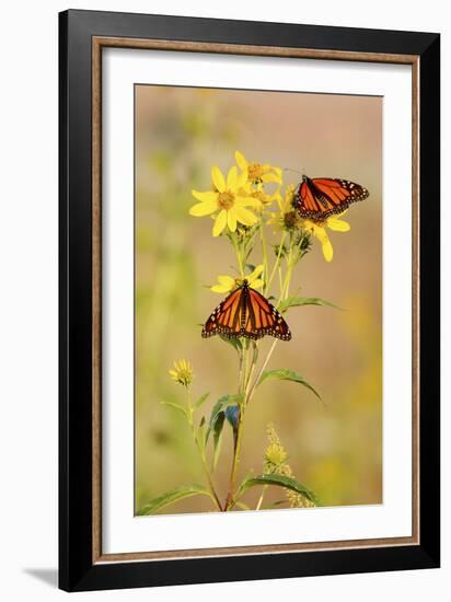 Monarch Butterflies, Prairie Ridge Sna, Marion, Illinois, Usa-Richard ans Susan Day-Framed Photographic Print