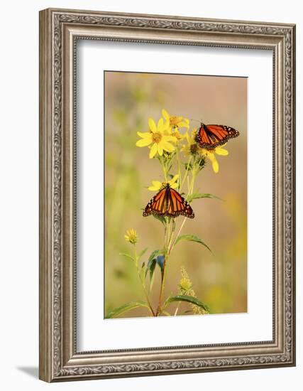 Monarch Butterflies, Prairie Ridge Sna, Marion, Illinois, Usa-Richard ans Susan Day-Framed Photographic Print