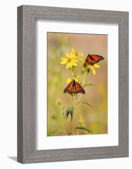 Monarch Butterflies, Prairie Ridge Sna, Marion, Illinois, Usa-Richard ans Susan Day-Framed Photographic Print