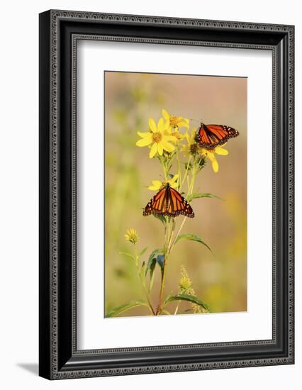 Monarch Butterflies, Prairie Ridge Sna, Marion, Illinois, Usa-Richard ans Susan Day-Framed Photographic Print