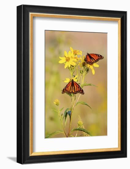 Monarch Butterflies, Prairie Ridge Sna, Marion, Illinois, Usa-Richard ans Susan Day-Framed Photographic Print