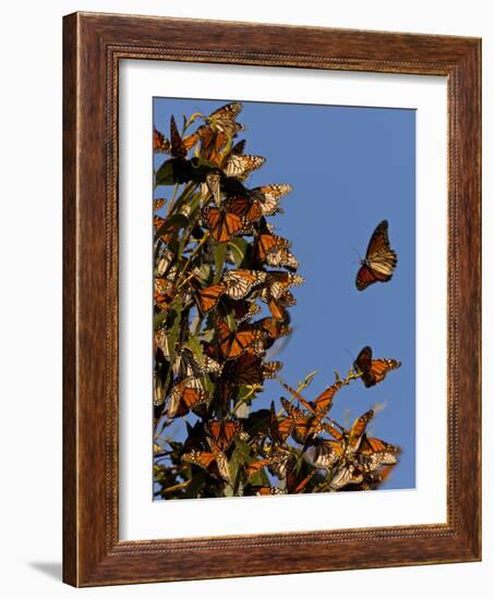 Monarch Butterflies, San Luis Obispo Country, California, USA-Cathy & Gordon Illg-Framed Photographic Print