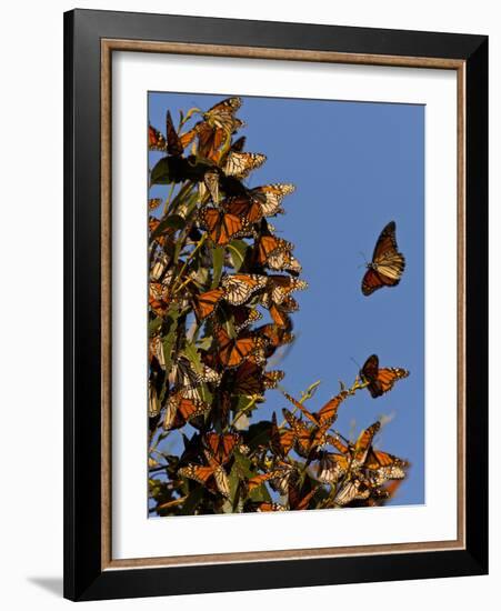 Monarch Butterflies, San Luis Obispo Country, California, USA-Cathy & Gordon Illg-Framed Photographic Print