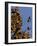 Monarch Butterflies, San Luis Obispo Country, California, USA-Cathy & Gordon Illg-Framed Photographic Print