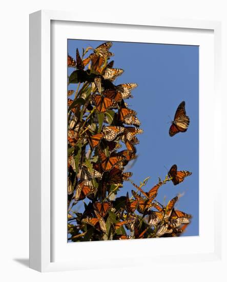 Monarch Butterflies, San Luis Obispo Country, California, USA-Cathy & Gordon Illg-Framed Photographic Print