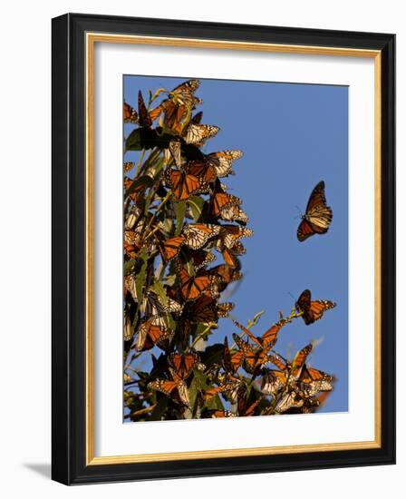 Monarch Butterflies, San Luis Obispo Country, California, USA-Cathy & Gordon Illg-Framed Photographic Print