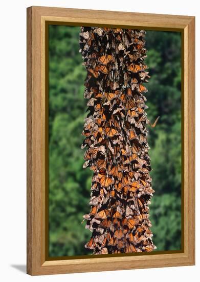 Monarch Butterflies-Danny Lehman-Framed Premier Image Canvas