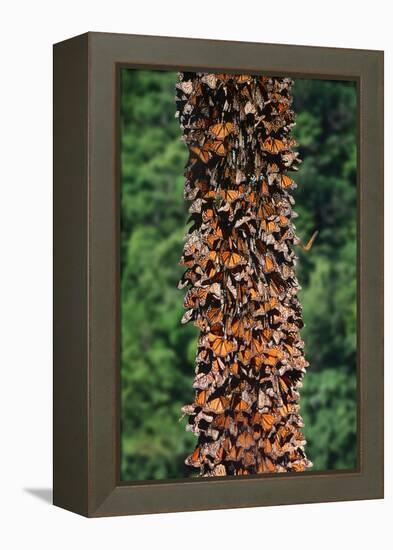 Monarch Butterflies-Danny Lehman-Framed Premier Image Canvas