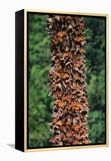 Monarch Butterflies-Danny Lehman-Framed Premier Image Canvas