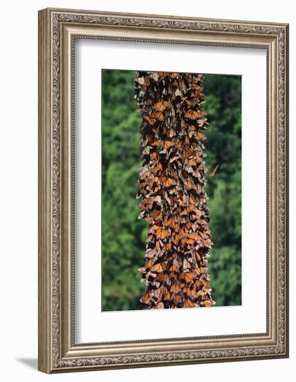 Monarch Butterflies-Danny Lehman-Framed Photographic Print