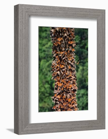 Monarch Butterflies-Danny Lehman-Framed Photographic Print