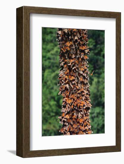 Monarch Butterflies-Danny Lehman-Framed Photographic Print