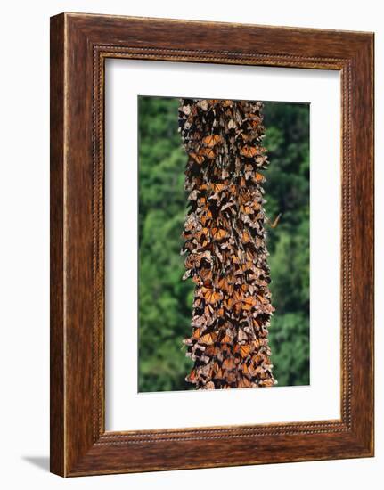 Monarch Butterflies-Danny Lehman-Framed Photographic Print