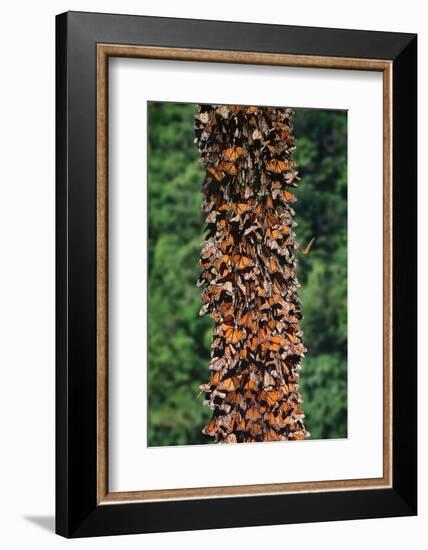 Monarch Butterflies-Danny Lehman-Framed Photographic Print
