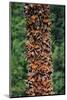 Monarch Butterflies-Danny Lehman-Mounted Photographic Print