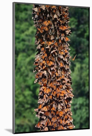 Monarch Butterflies-Danny Lehman-Mounted Photographic Print