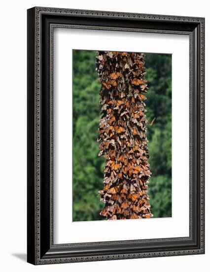 Monarch Butterflies-Danny Lehman-Framed Photographic Print