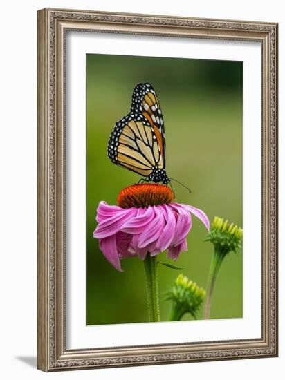 Monarch Butterfly and Flower-Lantern Press-Framed Art Print