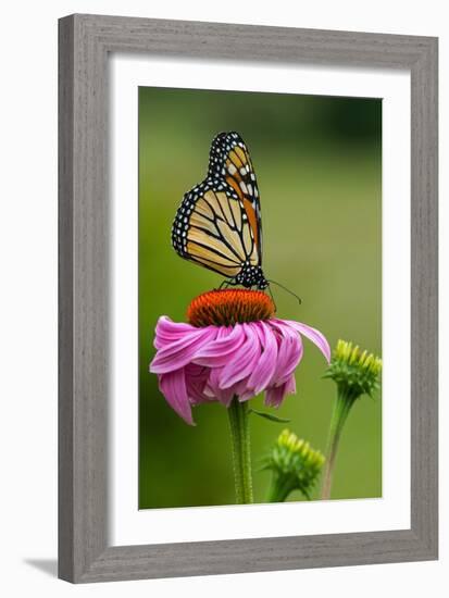 Monarch Butterfly and Flower-Lantern Press-Framed Art Print